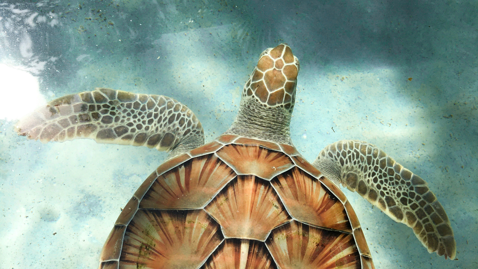 Asanya-turtle-release-Asani-yacht